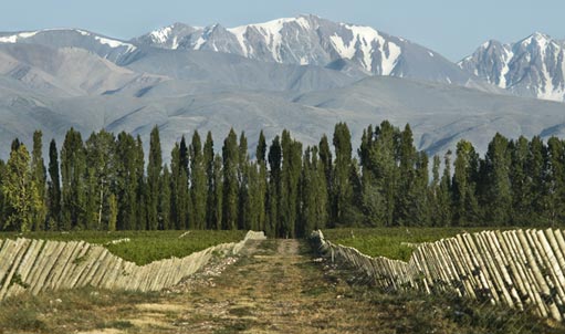 Circuito del Vino en Mendoza